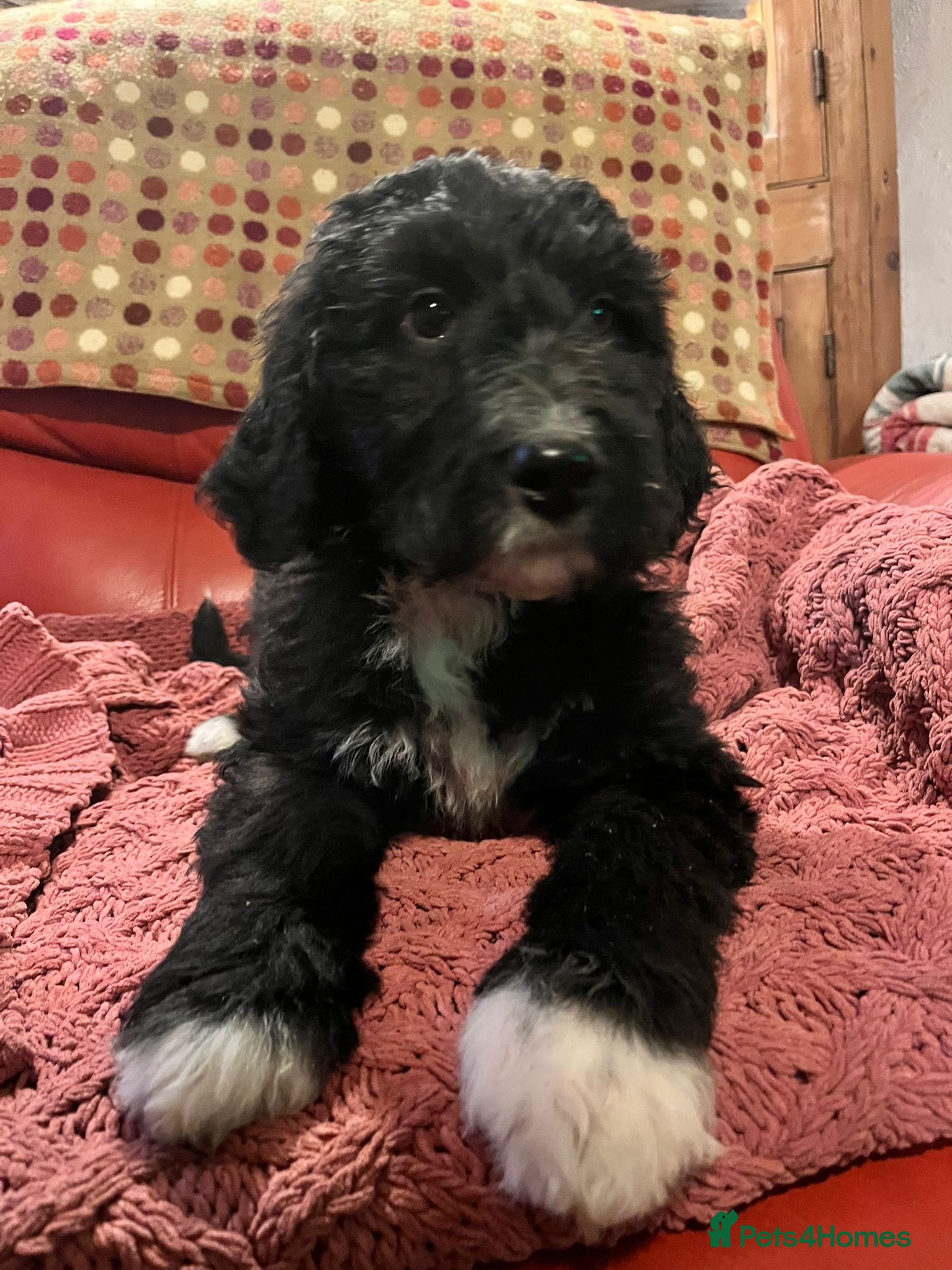 Bernedoodle dogs F1 standard Bernedoodle puppies. Licensed breeder - Advert 13