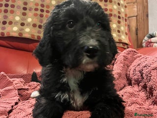Bernedoodle dogs F1 standard Bernedoodle puppies. Licensed breeder - Advert 13