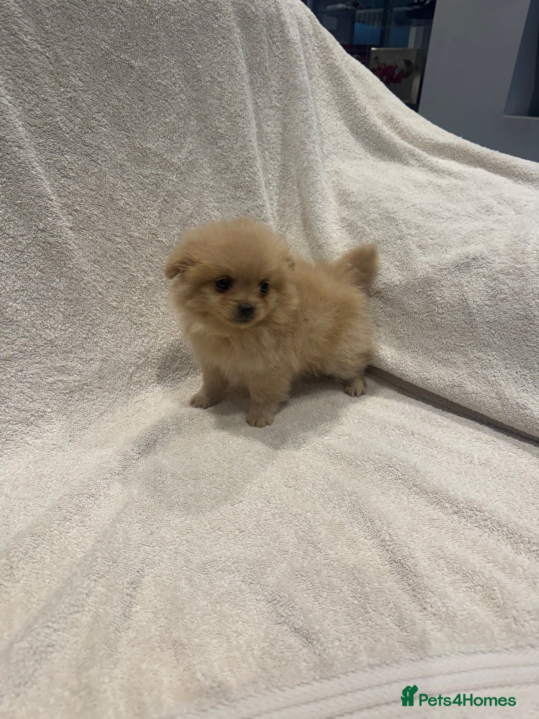 Cockapoo dogs for sale: Cockapoo puppies  - Image 6
