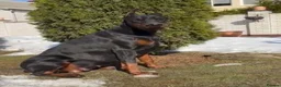 Dobermann dogs for sale: Reluctant but Necessary Sale - Advert 9