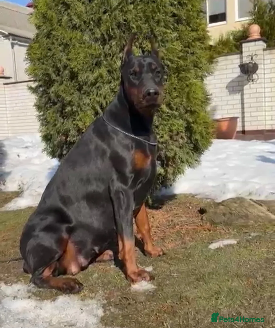 Dobermann dogs for sale: Reluctant but Necessary Sale - Advert 9