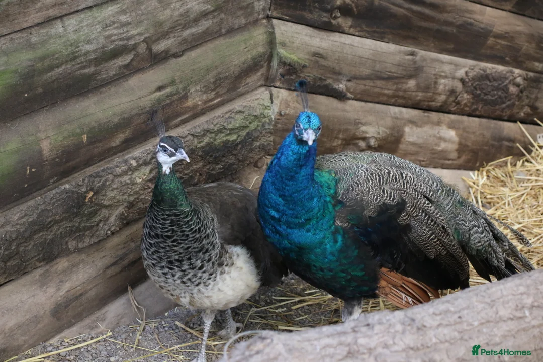 Peafowl poultry for sale: 2 Pairs of Indian Blue Peafowl - Advert 1