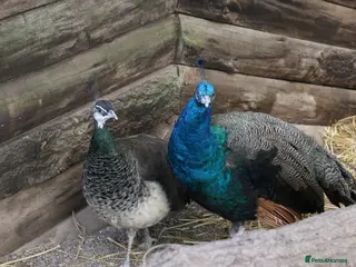 Peafowl poultry 2 Pairs of Indian Blue Peafowl - Advert 2