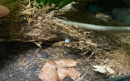 Gecko reptiles for sale: Crested Gecko and Full Bioactive Setup - Image 9