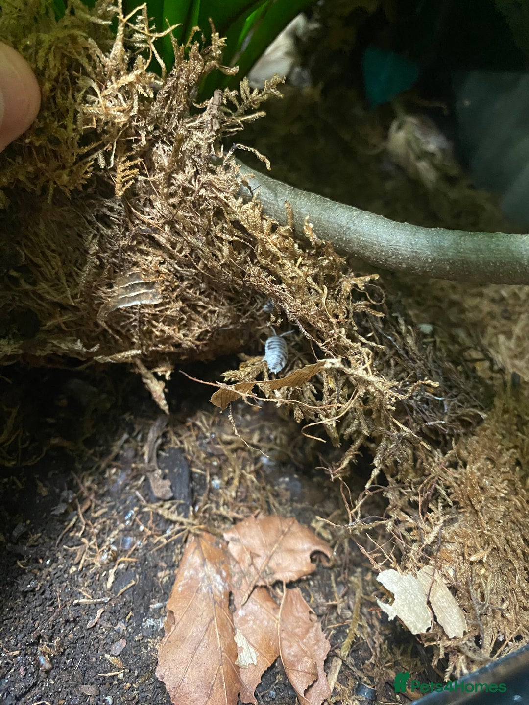 Gecko reptiles for sale: Crested Gecko and Full Bioactive Setup - Image 9