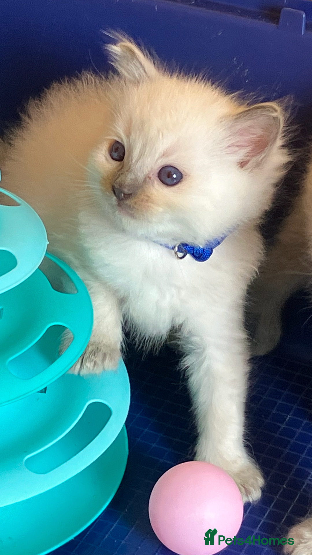 Ragdoll cats for sale: GCCF registered ChampionBloodline 5GENpedigree BSH - Image 21