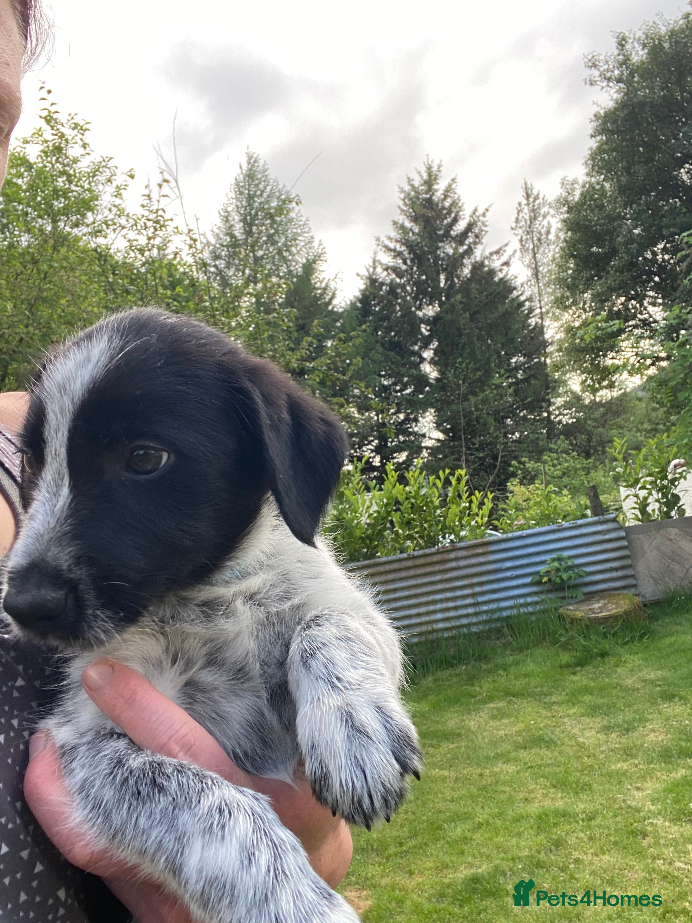 Mixed Breed dogs for sale: Border Collie Cross Pups ready for forever homes in Cairndow - Advert 13