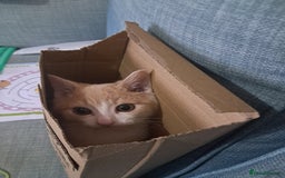 British Shorthair cats for sale: Two female cats - Image 16