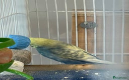 Budgerigars birds for sale: Budgies for sale bonded pair  - Advert 3