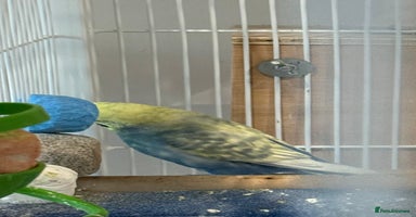 Budgerigars birds Budgies for sale bonded pair  - Advert 11