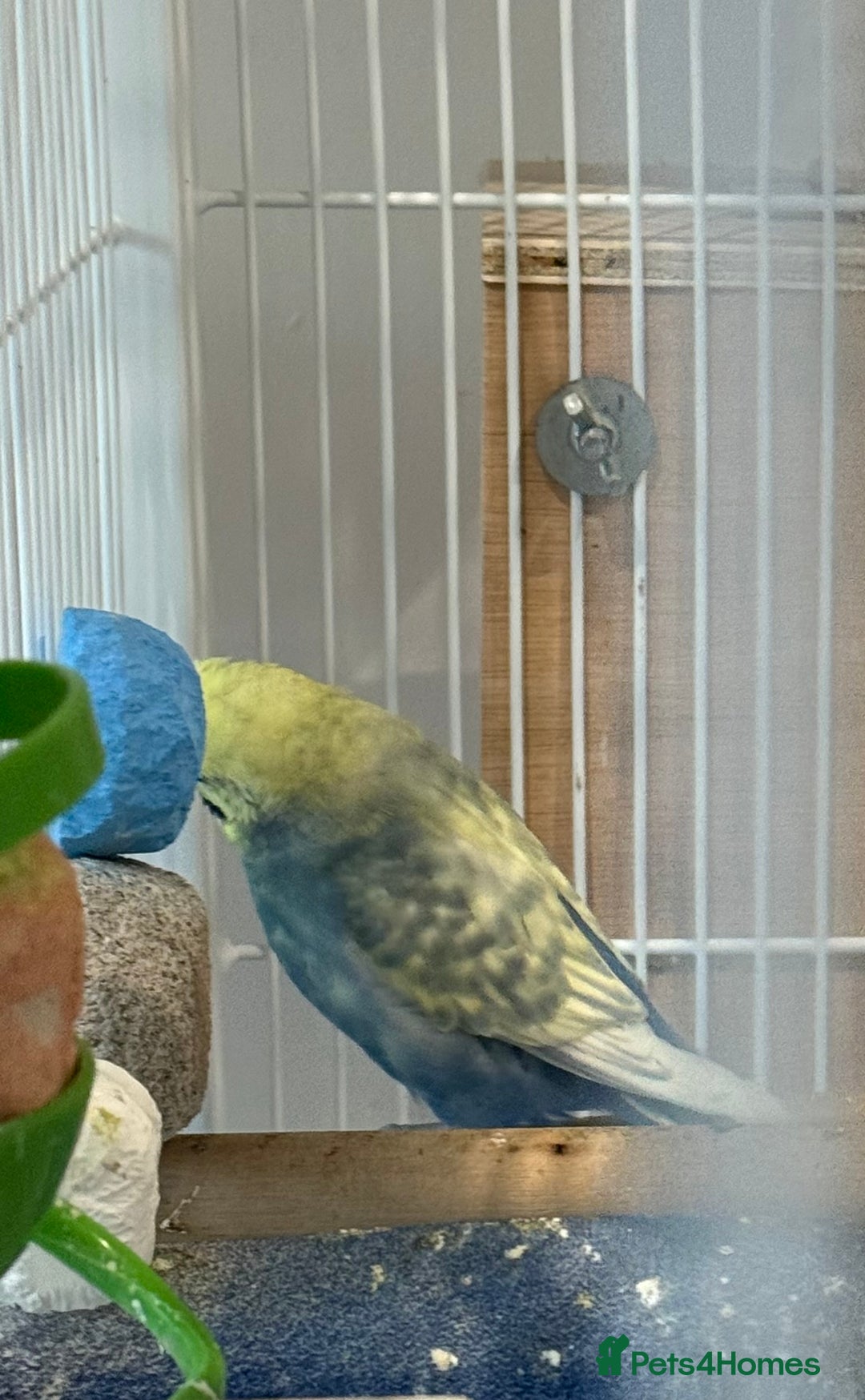 Budgerigars birds for sale: Budgies for sale bonded pair  - Advert 3