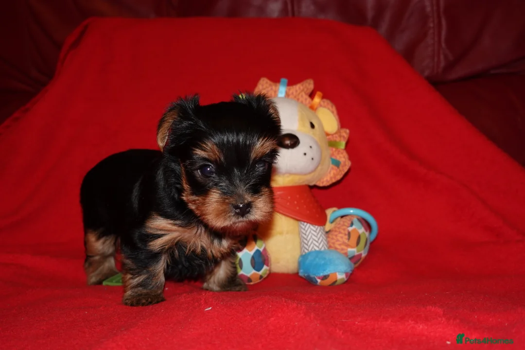 Yorkshire Terrier dogs for sale: 1 Beautiful Pure Breed Yorkshire Terrier female - Advert 5