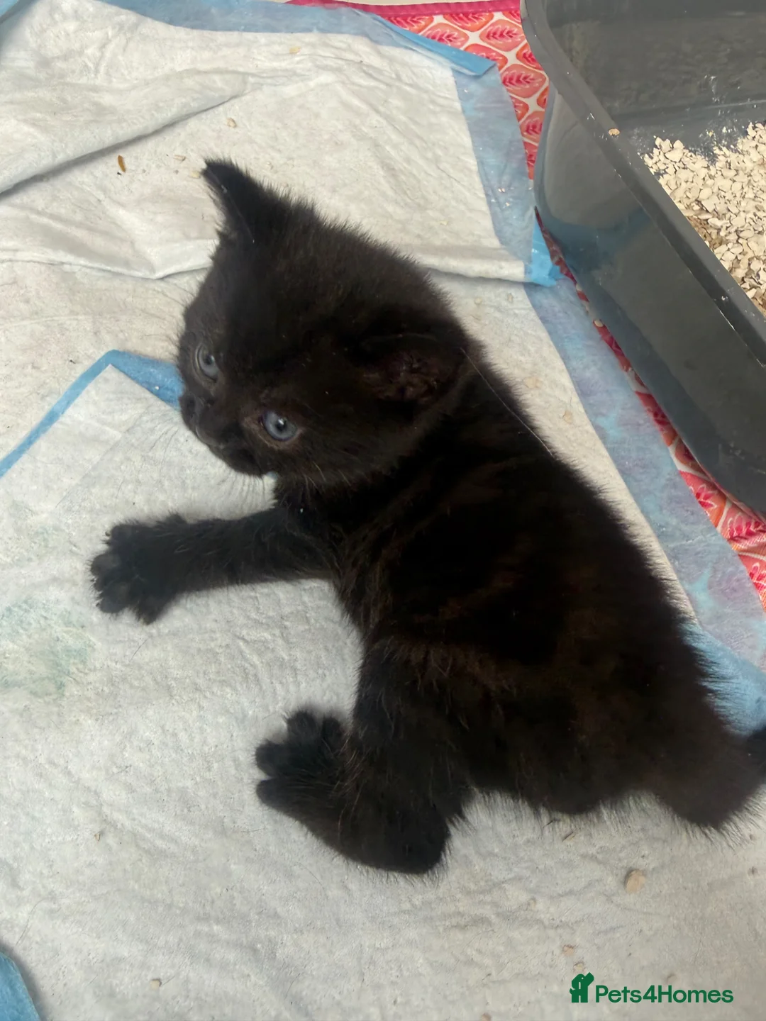 Mixed Breed cats for sale: Looking for a loving home for my kittens - Advert 2