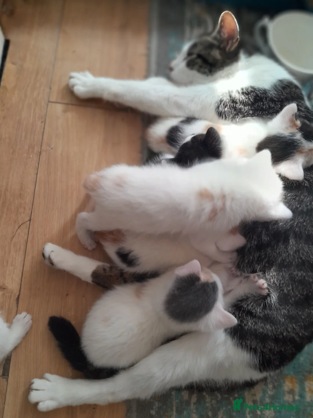 Mixed Breed cats for sale: 11 Adorable kittens 🐾 in Birmingham - Advert 2