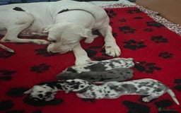Great Dane dogs for sale: Purebred Great Dane Puppies – European Bloodline  - Image 9