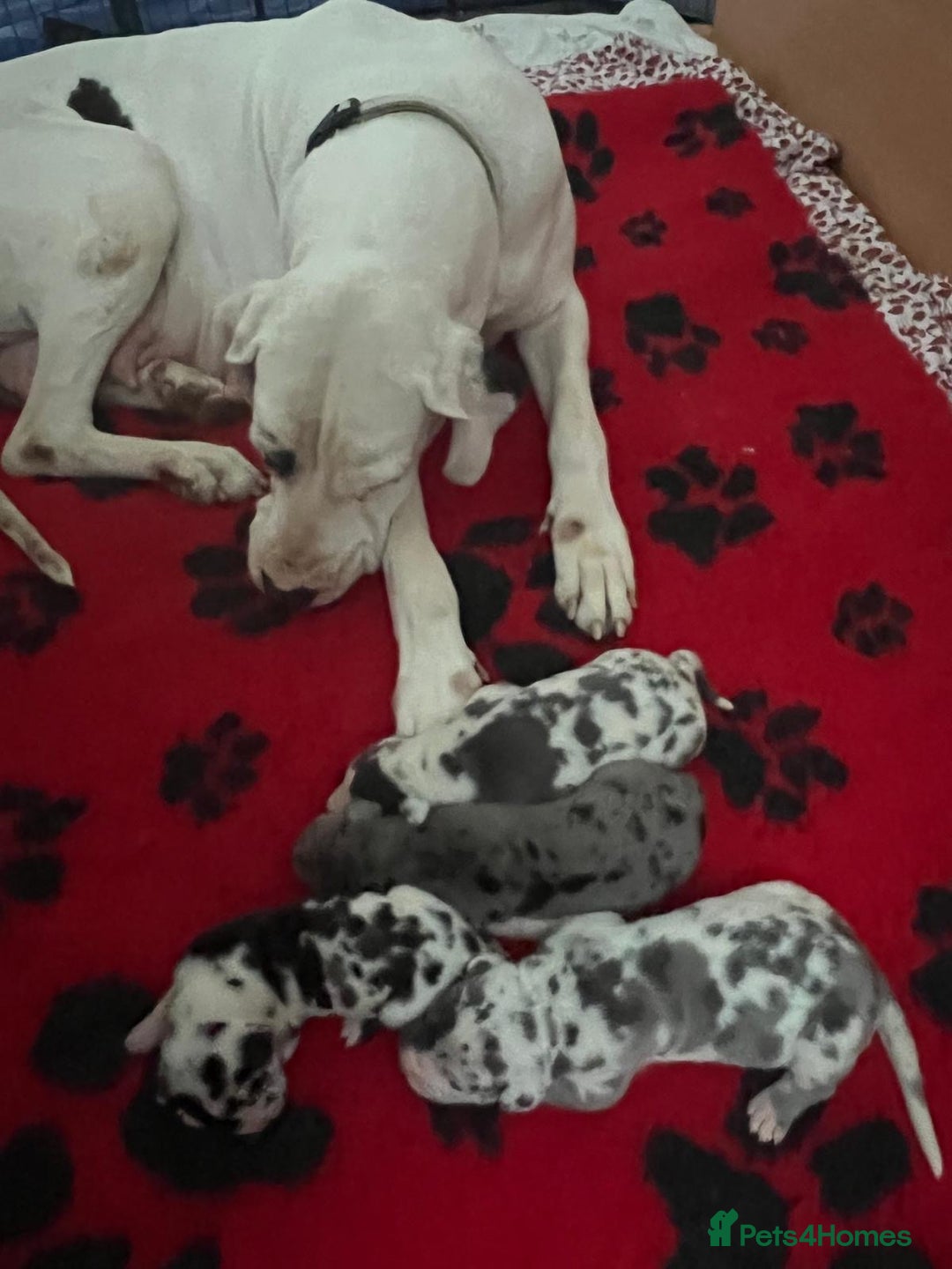 Great Dane dogs for sale: Purebred Great Dane Puppies – European Bloodline  - Image 9