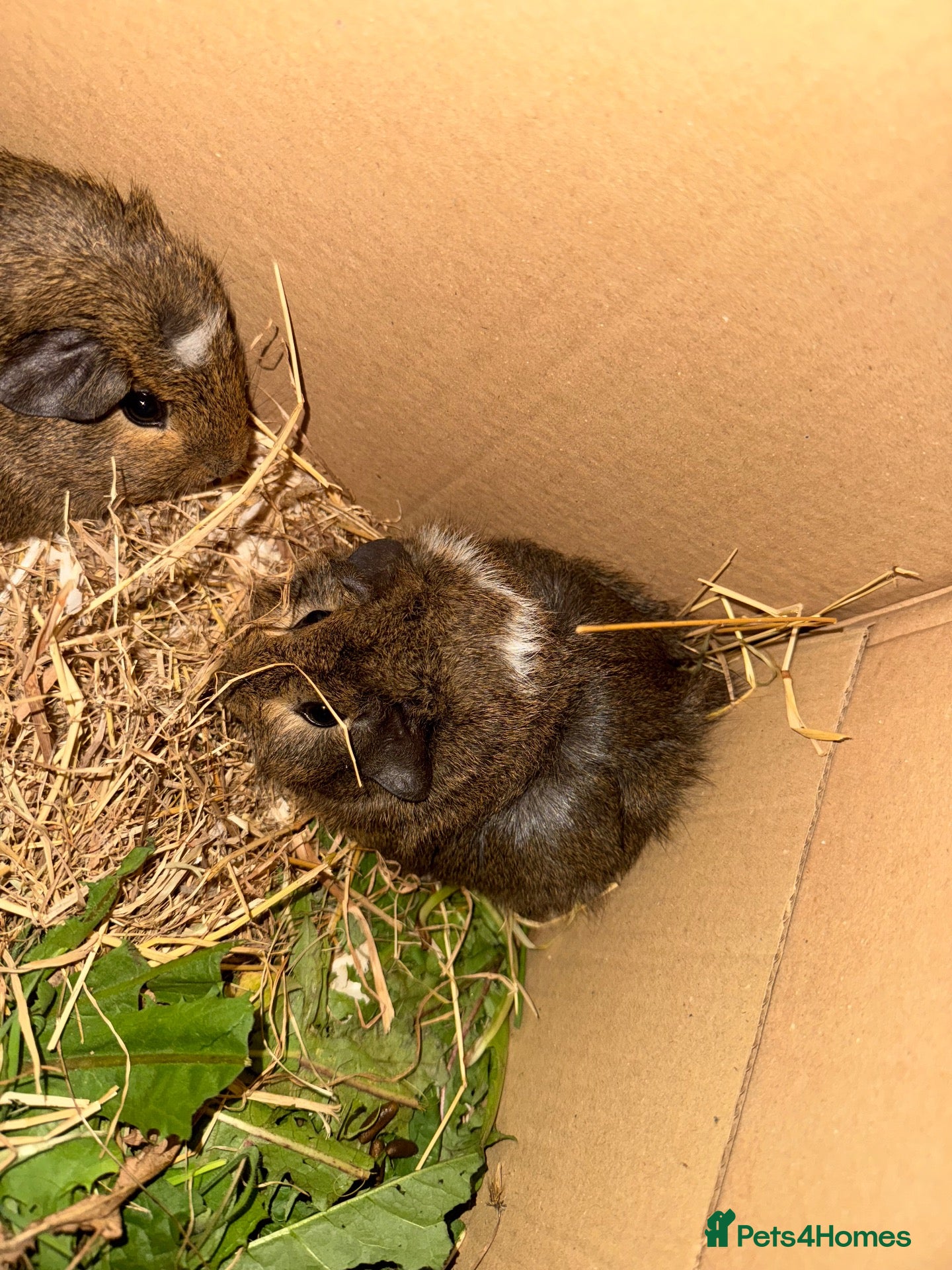 Guinea Pig rodents Female guinea pigs for sale super friendly - Advert 1