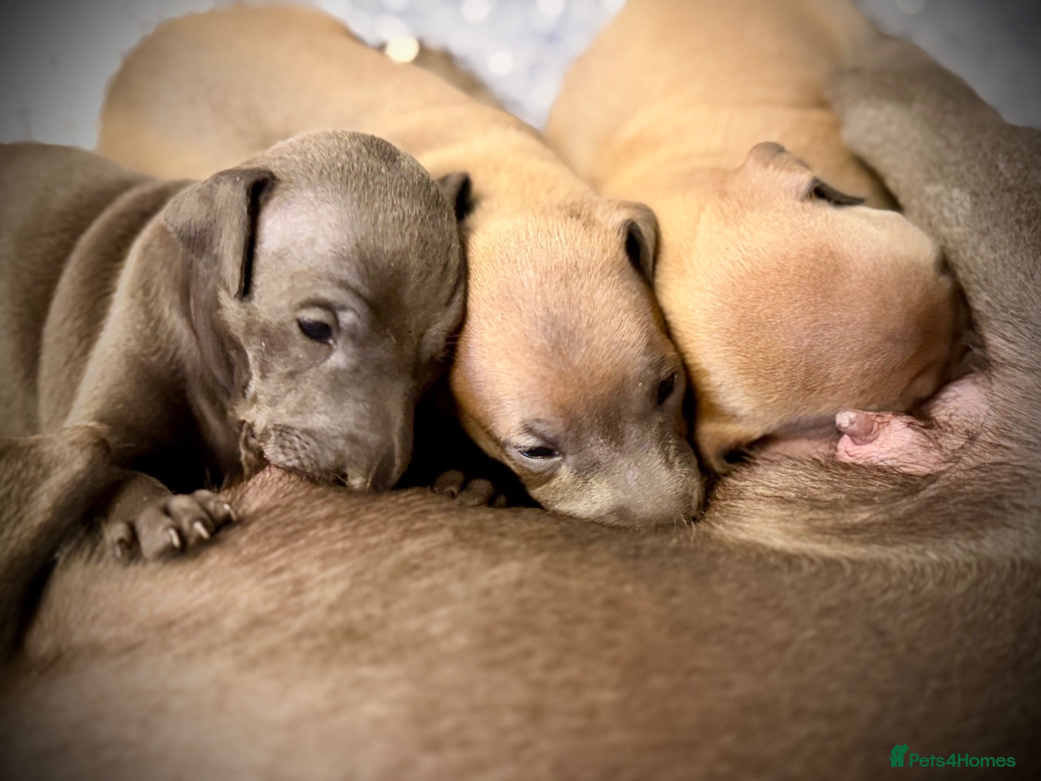 Italian Greyhound dogs KC Registered Italian Greyhound Girl Puppies - Advert 1