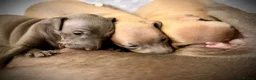 Italian Greyhound dogs for sale: KC Registered Italian Greyhound Girl Puppies - Advert 1