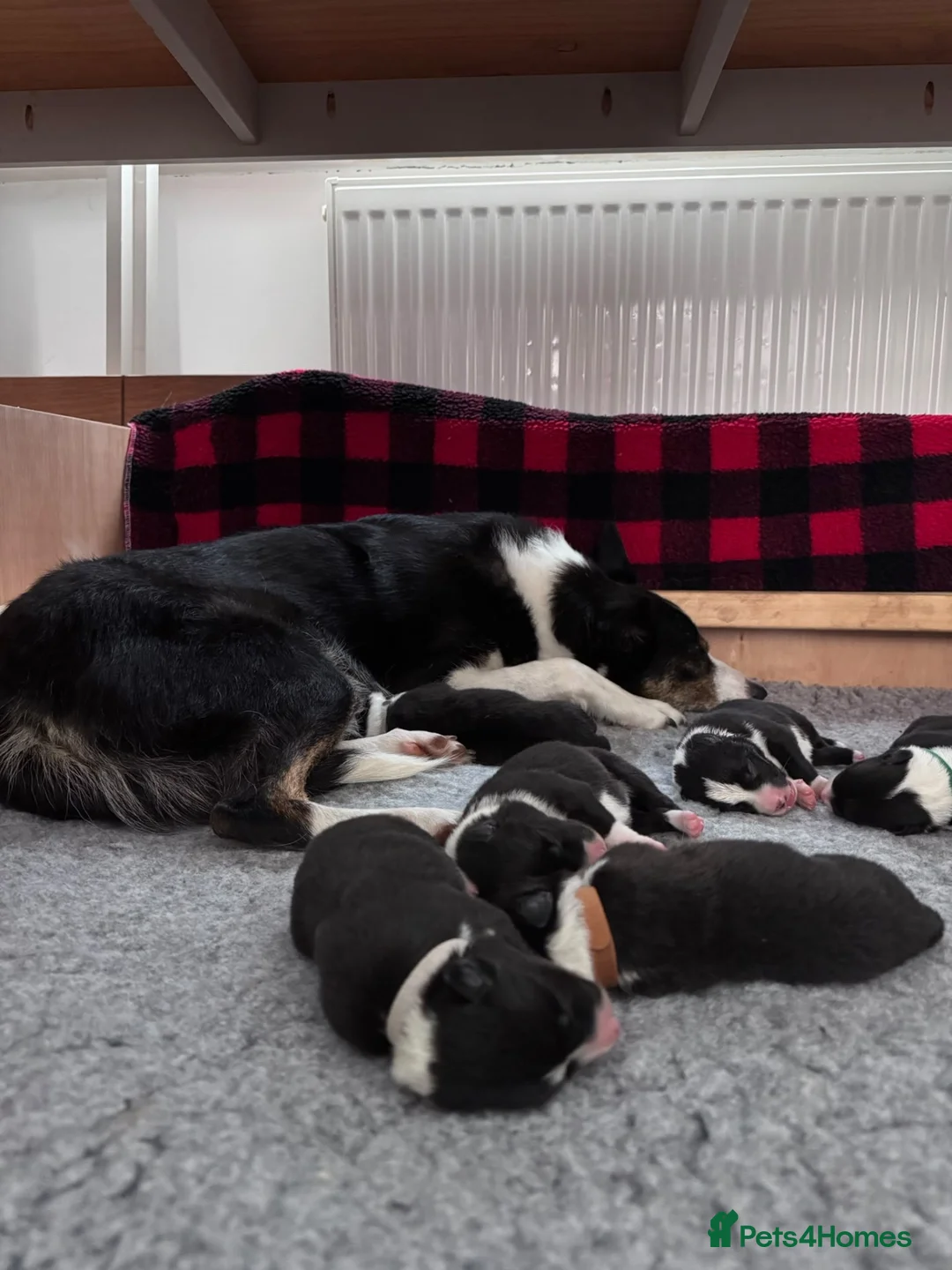 Border Collie dogs for sale: Working Line Border Collie Puppies - 4 girls left - Advert 14