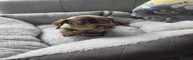 Miniature Dachshund 2