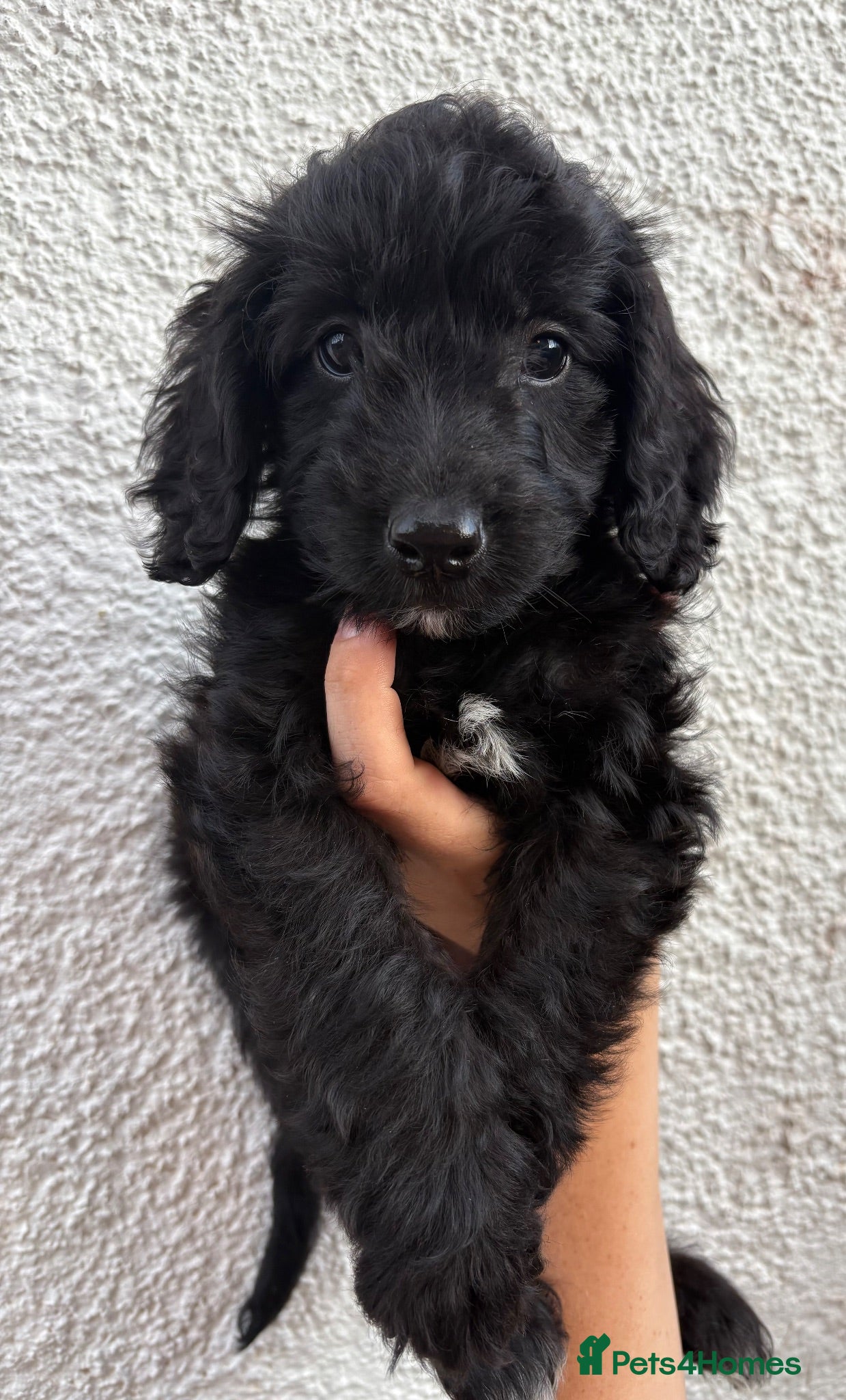 Cockapoo dogs Gorgeous cockapoo puppies  - Advert 15