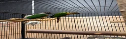 Conures birds for sale: Green Cheek Conures - Advert 12