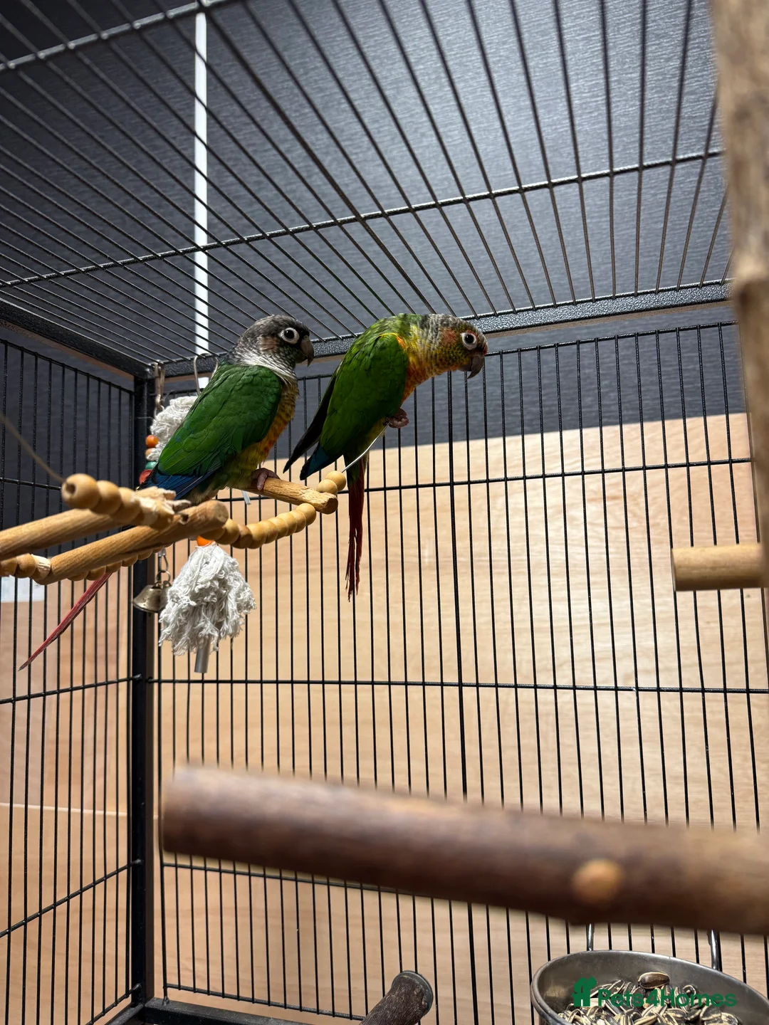 Conures birds for sale: Green Cheek Conures - Advert 12
