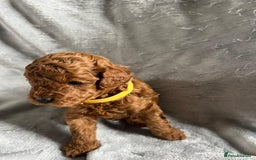Toy Poodle dogs for sale: Beautiful Red Poodle Puppies - Image 9