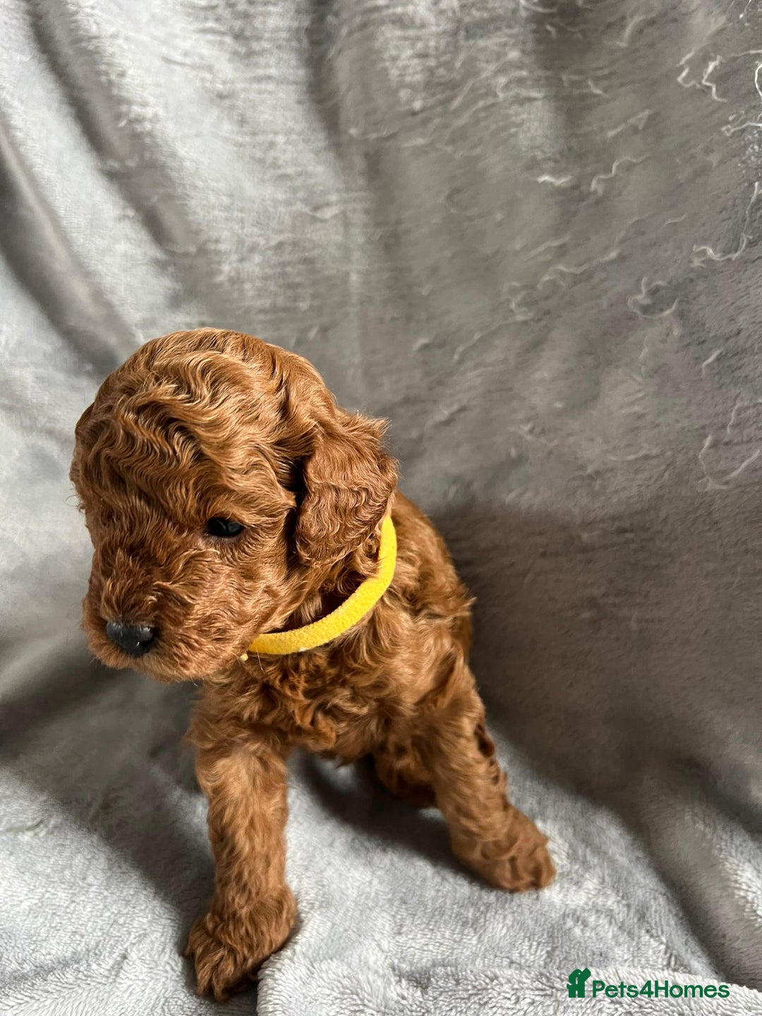 Toy Poodle dogs for sale: Beautiful Red Poodle Puppies - Image 9