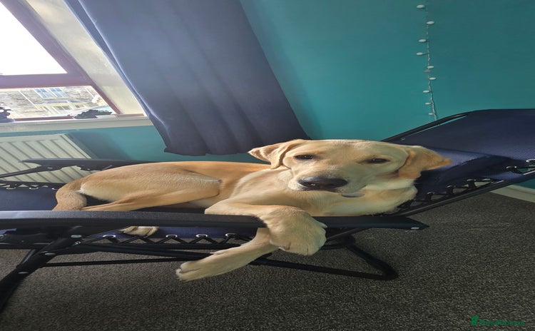 Labrador Retriever dogs - Advert 3