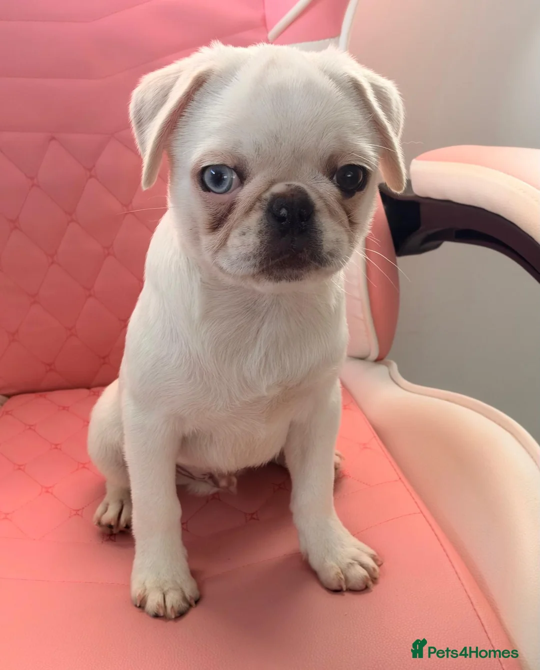 Pug dogs for sale: White KC Pug Boy Blue Eye only one left - Advert 1
