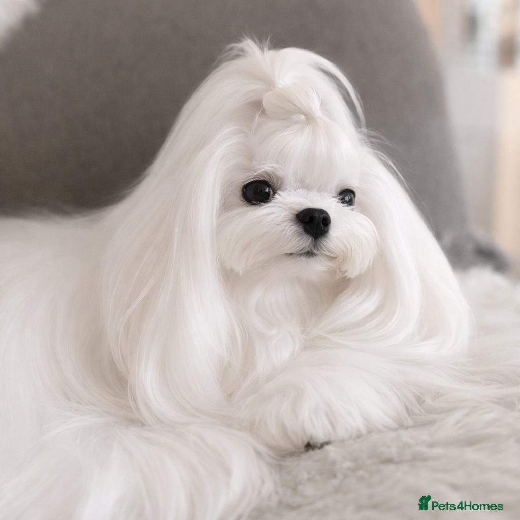 Maltese dogs Bambelina Full Korean Bloodline Maltese - Advert 13