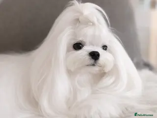 Maltese dogs Bambelina Full Korean Bloodline Maltese - Advert 13