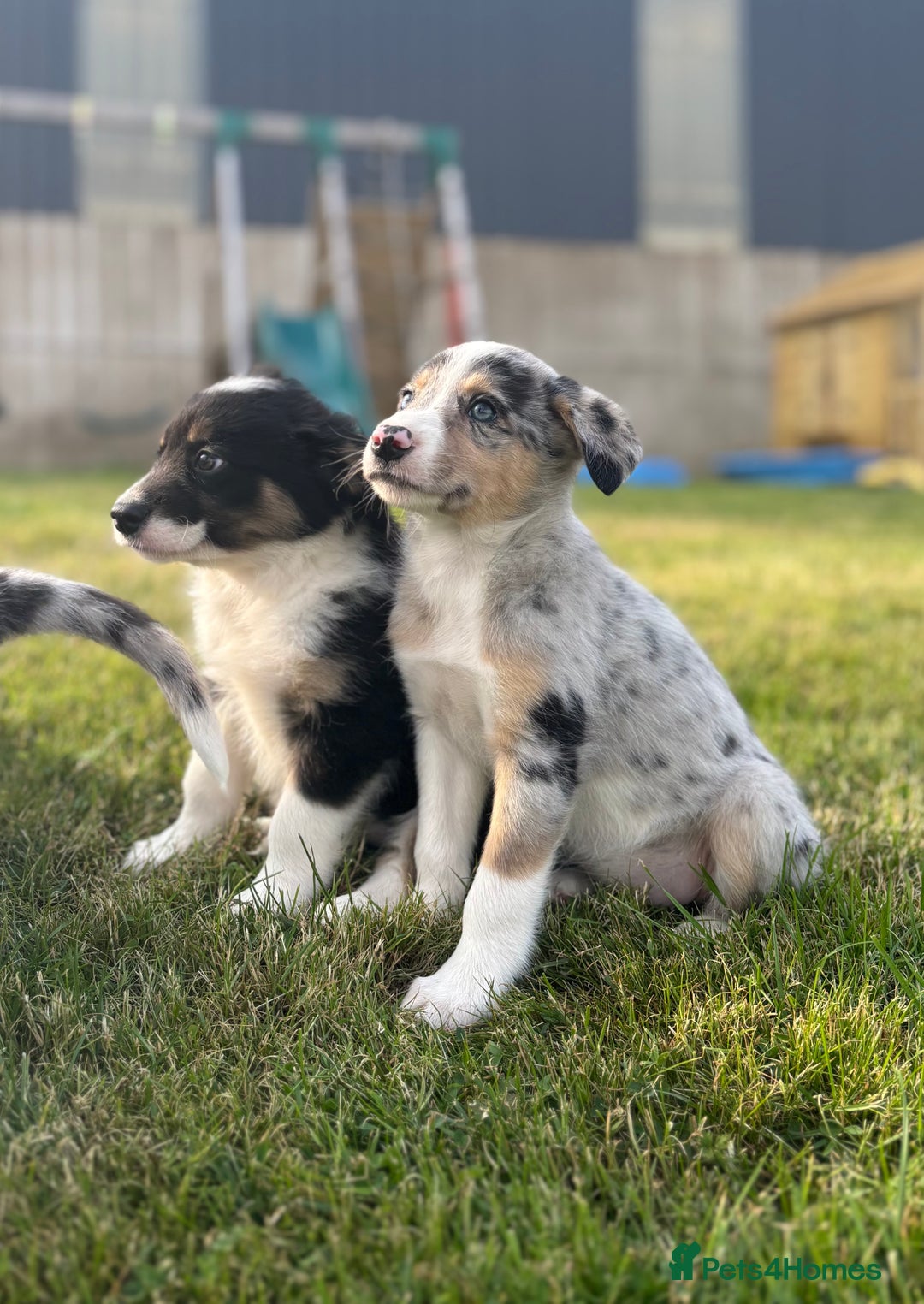 Border Collie dogs for sale: Blue Merle and Tri colour pups - Image 6