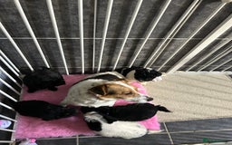 Jackapoo dogs for sale: 5 jackapoo puppies  - Image 1