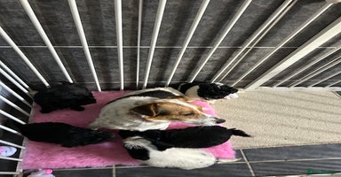 Jackapoo dogs - Advert 1