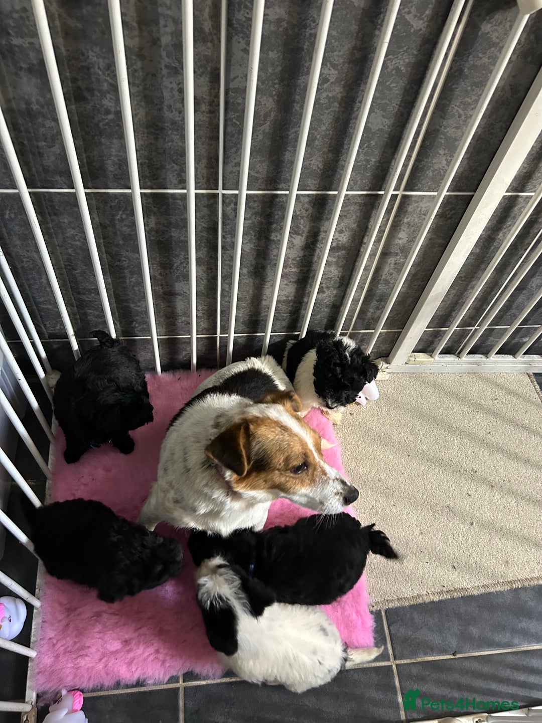 Jackapoo dogs for sale: 5 jackapoo puppies  - Image 1