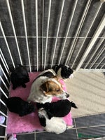 Jackapoo dogs - Advert 6