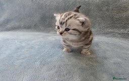 British Shorthair cats for sale: Silver Tabby kitten with his mother  - Image 16