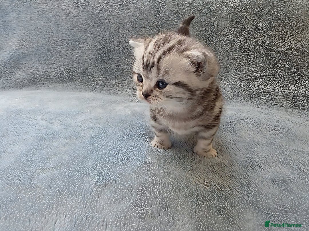 British Shorthair cats for sale: Silver Tabby kitten with his mother  - Image 16