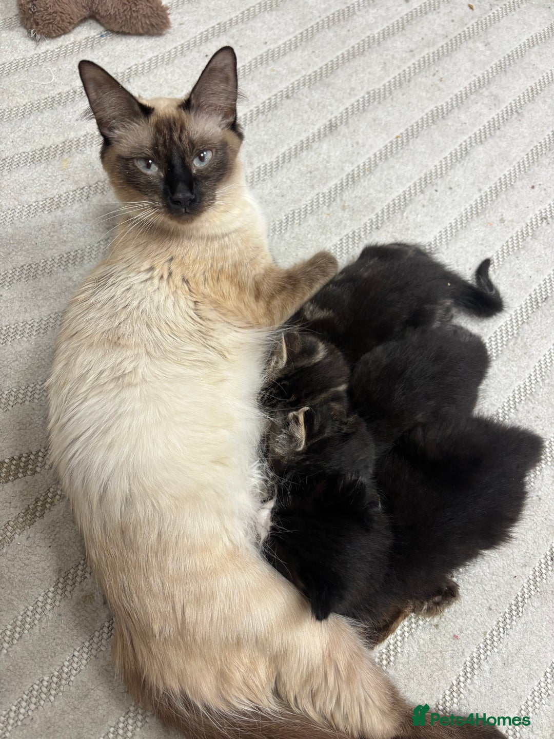 Siamese cats for sale: Beautiful Fluffy Siamese-Tabby Mix Kittens  - Image 9