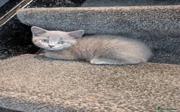 British Shorthair cats for sale: Purebred champion British shorthair boy for sale - Image 4