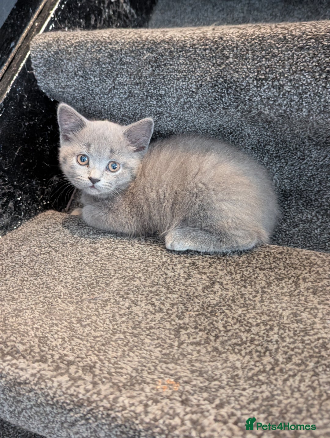 British Shorthair cats for sale: Purebred champion British shorthair boy for sale - Image 4