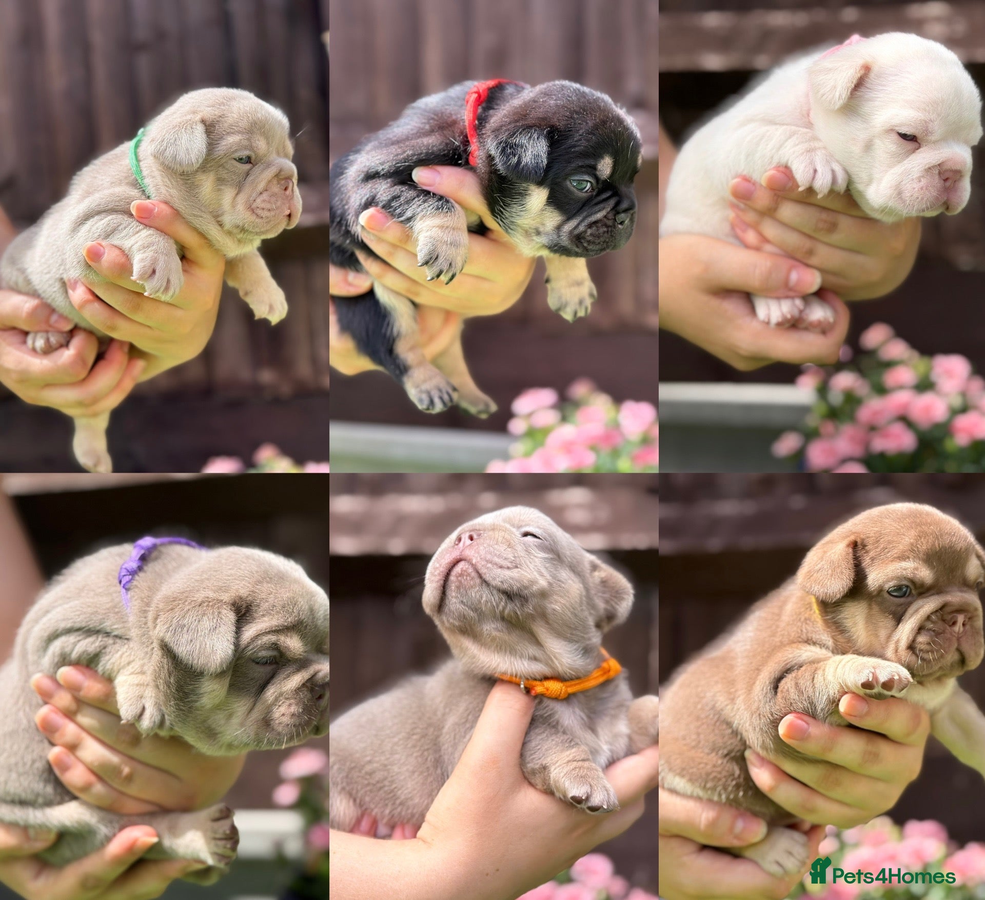 French Bulldog dogs KC Fully health clear French bulldog  - Advert 1