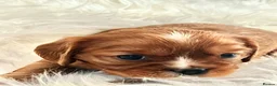 Cavalier King Charles Spaniel dogs for sale: ⭐️Gorgeous KC Chocolate Carrier Cavaliers⭐️ - Advert 12