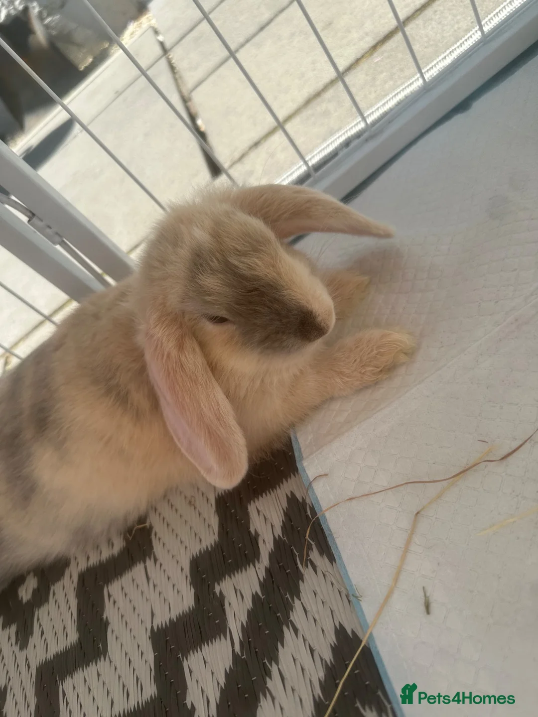 Mini Lop rabbits for sale: Mini Lop Bunny. in Burnley - Advert 1