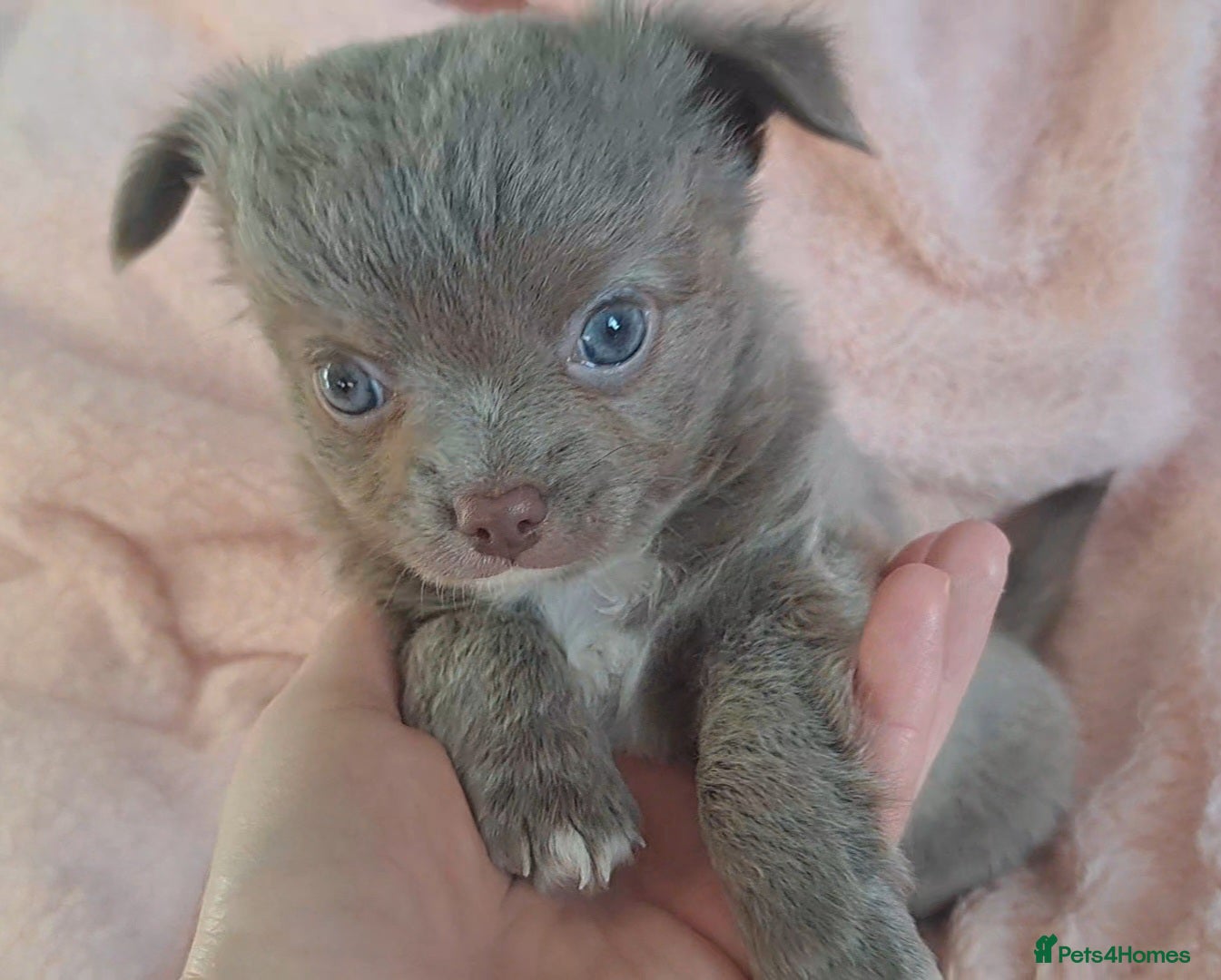 Chihuahua dogs One long coat chihuahua male now available - Advert 6