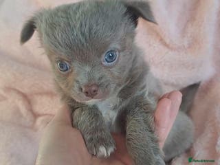 Chihuahua dogs One long coat chihuahua male now available - Advert 2