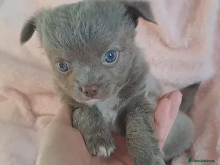 Chihuahua dogs One long coat chihuahua male now available - Advert 9